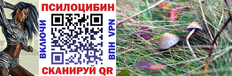 Купить закладки  Шуя  Псилоцибиновые грибы Psilocybine cubensis 